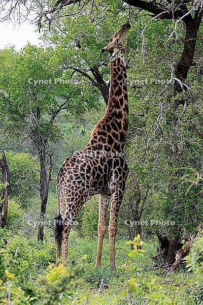 Giraffe (Giraffa camelopardalis giraffa), adult, feeding, tree, Kruger National Park, Limpopo Province, South Africa [IBR125203873]