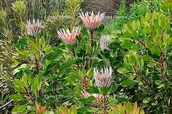 King Protea (Protea cynaroides), blossom, in bloom, flower, in spring, Kirstenbosch Botanical Garden, Cape Town, South Africa [IBR125203874]