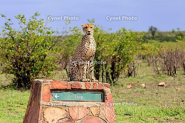 Cheetah (Acinonyx jubatus), adult, sitting, on a signpost, alert, Limpopo Province, Kruger National Park, South Africa [IBR125203875]