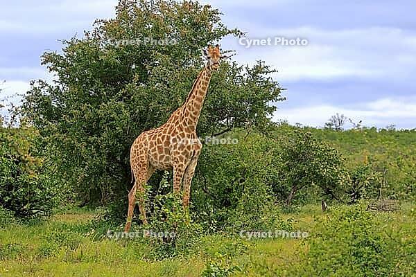 Giraffe (Giraffa camelopardalis giraffa), adult, alert, standing, Kruger National Park, Limpopo Province, South Africa [IBR125203876]