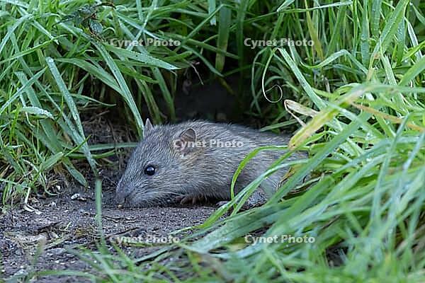 European brown rat (Rattus norvegicus) adult rodent animal emerging from its burrow hole, England, United Kingdom [IBR125203877]