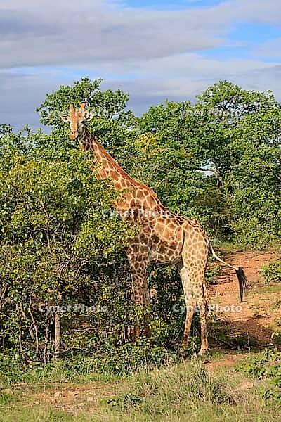Kap giraffe (Giraffa camelopardalis giraffa), adult, alert, standing, foraging, Kruger National Park, Limpopo Province, South Africa [IBR125203878]