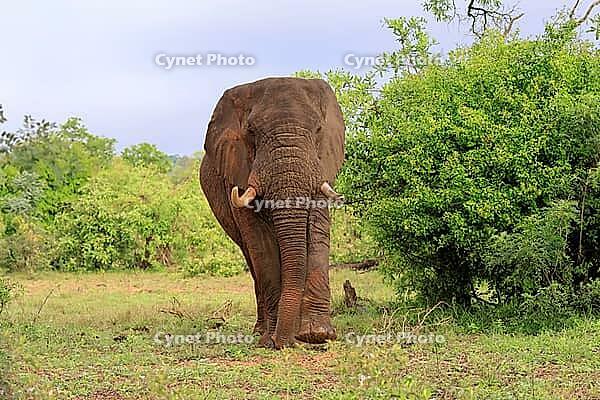 African elephant (Loxodonta africana), adult, foraging, Kruger National Park, Kruger National Park, South Africa [IBR125203879]