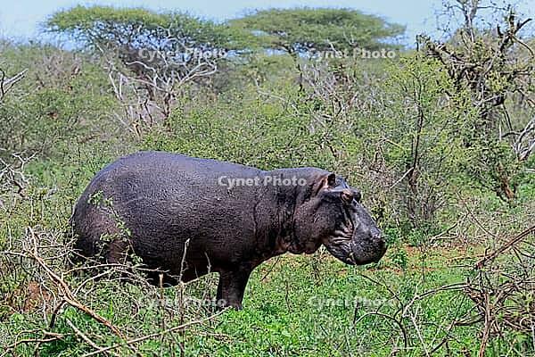 Hippopotamus (Hippopotamus amphibius), adult, on land, foraging, during the day, Kruger National Park, Mpumalanga Province, South Africa [IBR125203881]
