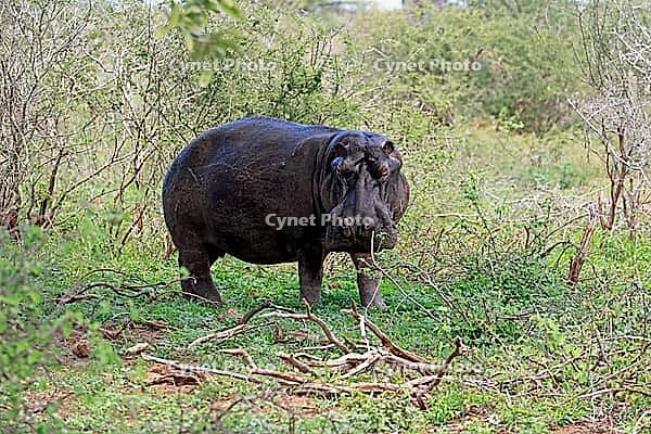 Hippopotamus (Hippopotamus amphibius), adult, on land, foraging, during the day, Kruger National Park, Mpumalanga Province, South Africa [IBR125203882]