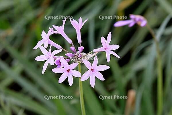 Tulbaghia violacea, indoor garlic, flower, Bloemfontein Botanical Garden, Free State, South Africa [IBR125203883]