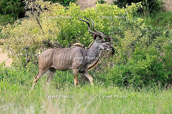 Zambesi greater kudu (Tragelaphus strepsiceros), adult, male, foraging, Kruger National Park, South Africa [IBR125203884]