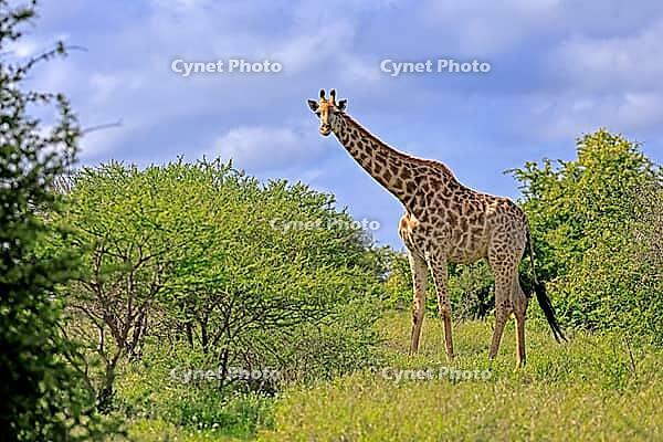 Giraffe (Giraffa camelopardalis giraffa), adult, alert, standing, Kruger National Park, Limpopo Province, South Africa [IBR125203885]