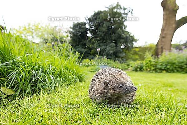 European hedgehog (Erinaceus europaeus) adult animal next to long grass on a garden lawn, England, United Kingdom [IBR125203888]