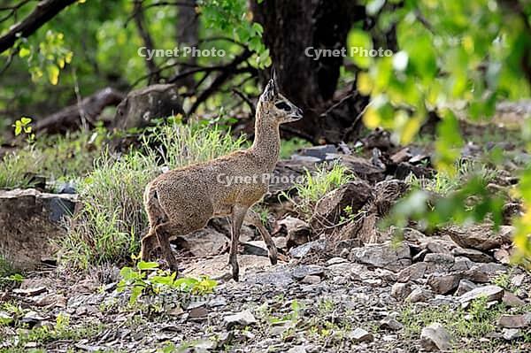 Transvaal klipspringer (Oreotragus transvaalensis), adult male running, Kruger National Park, South Africa [IBR125203889]