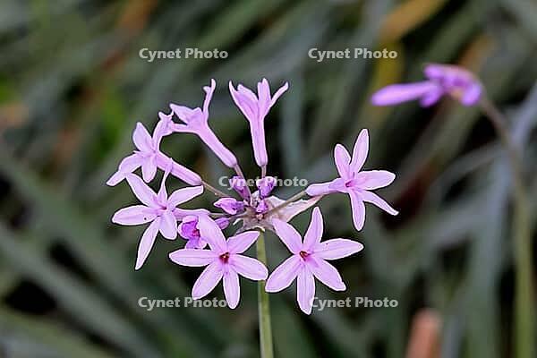 Tulbaghia violacea, indoor garlic, flower, Bloemfontein Botanical Garden, Free State, South Africa [IBR125203890]