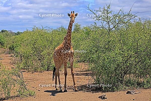 Giraffe (Giraffa camelopardalis giraffa), adult, alert, standing, Kruger National Park, Limpopo Province, South Africa [IBR125203891]