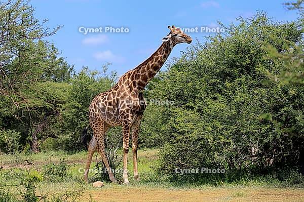 Giraffe (Giraffa camelopardalis giraffa), adult, feeding, shrub, Kruger National Park, Limpopo Province, South Africa [IBR125203892]