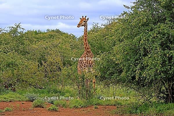 Giraffe (Giraffa camelopardalis giraffa), adult, alert, standing, Kruger National Park, Limpopo Province, South Africa [IBR125203893]