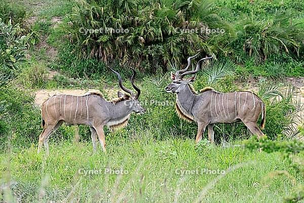 Zambesi greater kudu (Tragelaphus strepsiceros), adult, male, pair, display behaviour, Kruger National Park, South Africa [IBR125203894]