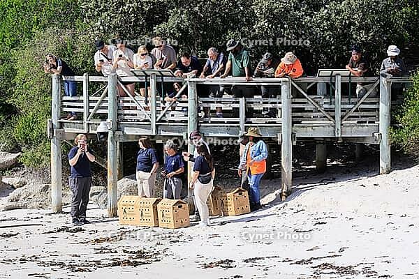 Release of African penguins (Spheniscus demersus), SANCCOB (Southern African Foundation for the Conservation of Coastal Birds), rehabilitated penguins, release site, Boulders Beach, Simon's Town, Table Mountain National Park, Western Cape, South Africa [IBR125203895]