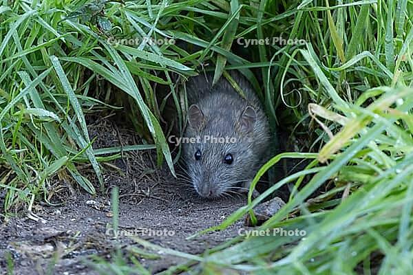 European brown rat (Rattus norvegicus) adult rodent animal emerging from its burrow hole, England, United Kingdom [IBR125203896]