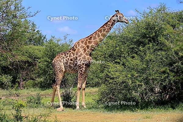 Giraffe (Giraffa camelopardalis giraffa), adult, feeding, shrub, Kruger National Park, Limpopo Province, South Africa [IBR125203897]