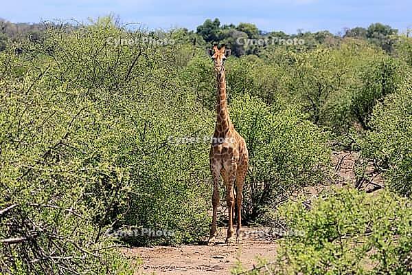 Giraffe (Giraffa camelopardalis giraffa), adult, alert, standing, Kruger National Park, Limpopo Province, South Africa [IBR125203898]
