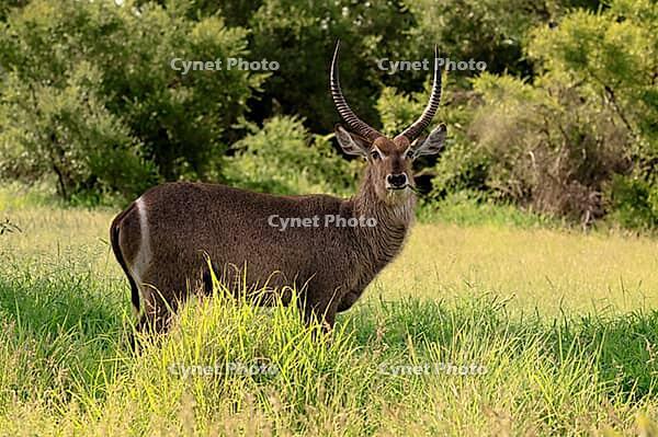 Elliptical waterbuck (Kobus ellipsiprymnus), adult, male, standing, feeding, alert, Kruger National Park, South Africa [IBR125203900]