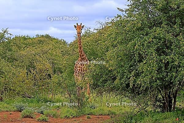 Giraffe (Giraffa camelopardalis giraffa), adult, alert, standing, Kruger National Park, Limpopo Province, South Africa [IBR125203901]