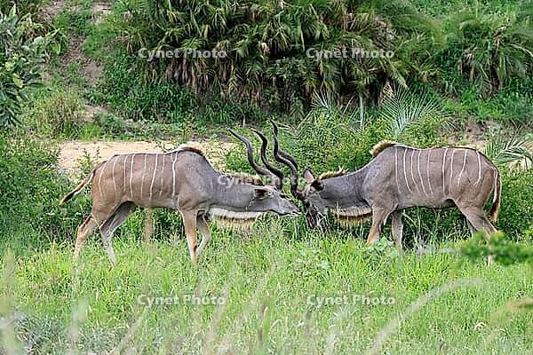 Zambesi greater kudu (Tragelaphus strepsiceros), adult, male, pair, display behaviour, Kruger National Park, South Africa [IBR125203902]