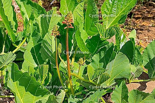 Erythrina zeyheri, blossom, Bloemfontein Botanical Garden, Free State, South Africa [IBR125203903]