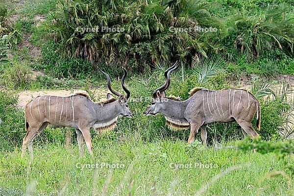 Zambesi greater kudu (Tragelaphus strepsiceros), adult, male, pair, display behaviour, Kruger National Park, South Africa [IBR125203904]