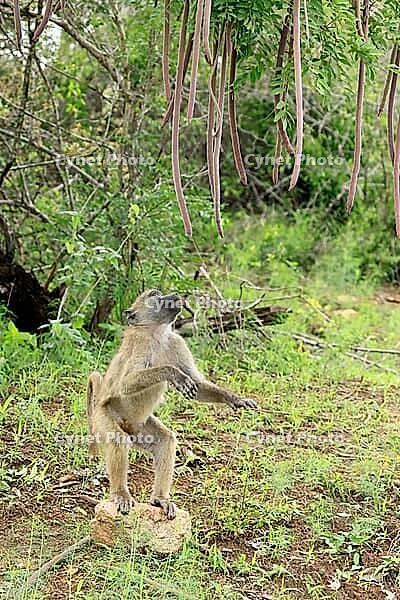 Bear baboon (Papio ursinus), Chakma baboon, juvenile, male, foraging, standing on the ground, spotting a stone, Cassia abbreviata, Kruger National Park, South Africa [IBR125203905]