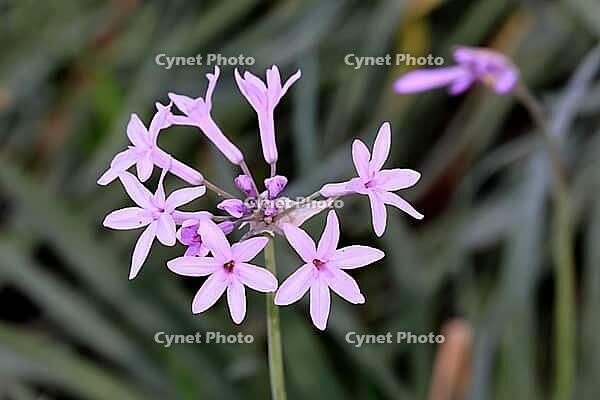 Tulbaghia violacea, indoor garlic, flower, Bloemfontein Botanical Garden, Free State, South Africa [IBR125203906]