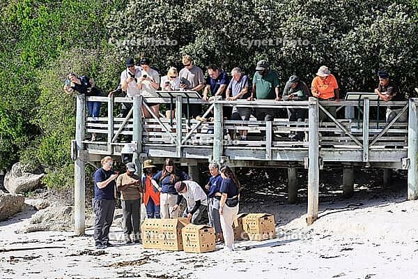 Release of African penguins (Spheniscus demersus), SANCCOB (Southern African Foundation for the Conservation of Coastal Birds), rehabilitated penguins, release site, Boulders Beach, Simon's Town, Table Mountain National Park, Western Cape, South Africa [IBR125203907]