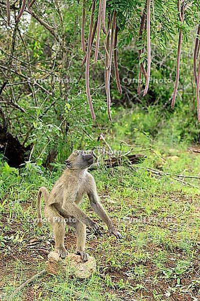 Bear baboon (Papio ursinus), Chakma baboon, juvenile, male, foraging, standing on the ground, spotting a stone, Cassia abbreviata, Kruger National Park, South Africa [IBR125203908]