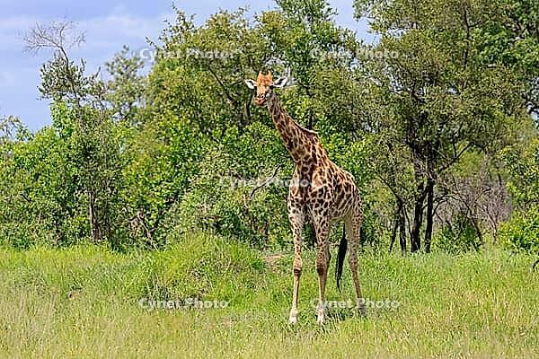 Giraffe (Giraffa camelopardalis giraffa), adult, alert, standing, Kruger National Park, Limpopo Province, South Africa [IBR125203910]