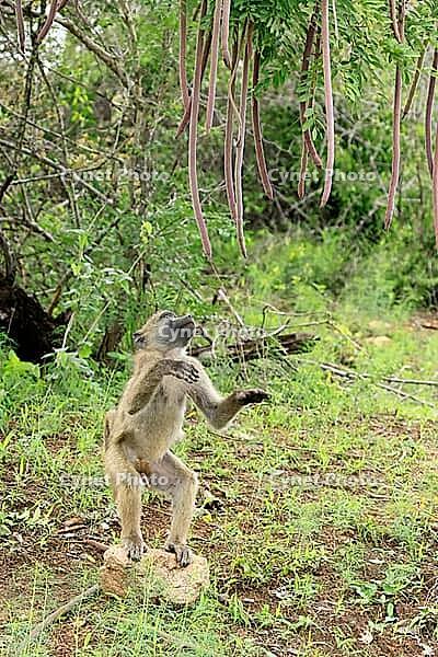 Bear baboon (Papio ursinus), Chakma baboon, juvenile, male, foraging, standing on the ground, spotting a stone, Cassia abbreviata, Kruger National Park, South Africa [IBR125203911]