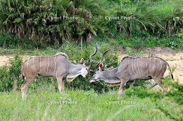 Zambesi greater kudu (Tragelaphus strepsiceros), adult, male, two, fighting, threatening, display behaviour, Kruger National Park, South Africa [IBR125203912]