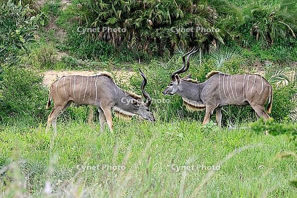 Zambesi greater kudu (Tragelaphus strepsiceros), adult, male, pair, display behaviour, Kruger National Park, South Africa [IBR125203913]