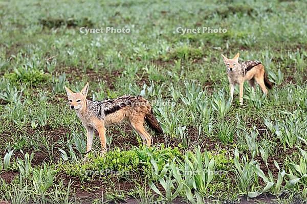 Black-backed jackal (Lupulella mesomelas), adult, two, alert, foraging, Kruger National Park, South Africa [IBR125203914]