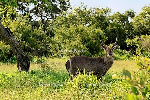 Elliptical waterbuck (Kobus ellipsiprymnus), adult, male, standing, feeding, alert, Kruger National Park, South Africa [IBR125203915]