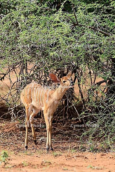 Nyala (Tragelaphus angasii), young, feeding, antelopes, Kruger National Park, South Africa [IBR125203917]