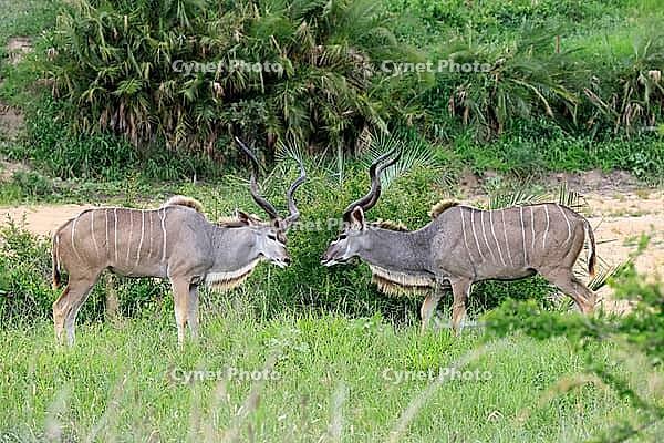 Zambesi greater kudu (Tragelaphus strepsiceros), adult, male, two, threatening, display behaviour, Kruger National Park, South Africa [IBR125203918]
