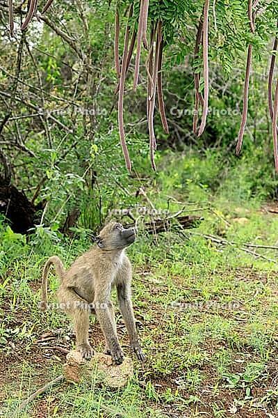 Bear baboon (Papio ursinus), Chakma baboon, juvenile, male, foraging, standing on the ground, spotting a stone, Cassia abbreviata, Kruger National Park, South Africa [IBR125203919]