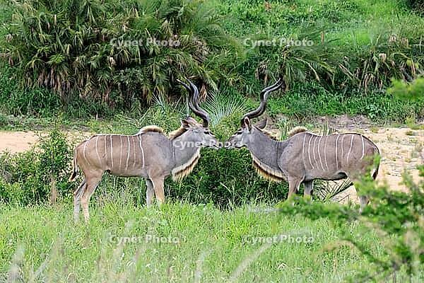 Zambesi greater kudu (Tragelaphus strepsiceros), adult, male, two, threatening, display behaviour, Kruger National Park, South Africa [IBR125203920]