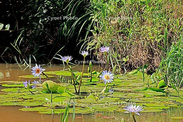 Cape blue water lily (Nymphaea capensis), in bloom, flower, blue, aquatic plant, iSimangaliso Wetland Park, KwaZulu-Natal, South Africa [IBR125203921]