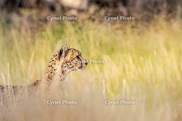 Cheetah (Acinonyx jubatus). Female. Kalahari Desert, Kgalagadi Transfrontier Park, South Africa [IBR125204085]
