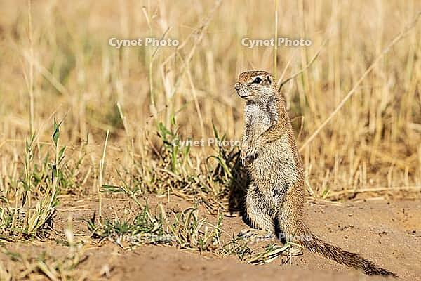 Cape Ground Squirrel (Xerus inauris). Female. Kalahari Desert, Kgalagadi Transfrontier Park, South Africa [IBR125204086]