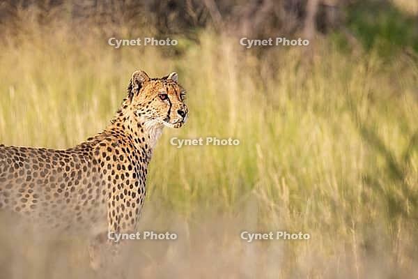 Cheetah (Acinonyx jubatus). Female. Kalahari Desert, Kgalagadi Transfrontier Park, South Africa [IBR125204087]