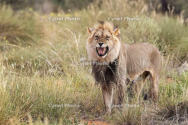 Lion (Panthera leo). Black-maned Kalahari male doing the flehmen response. Kalahari Desert, Kgalagadi Transfrontier Park, South Africa [IBR125204088]