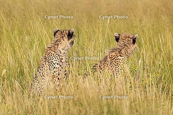 Cheetah (Acinonyx jubatus). Two cubs. Siblings. Kalahari Desert, Kgalagadi Transfrontier Park, South Africa [IBR125204089]