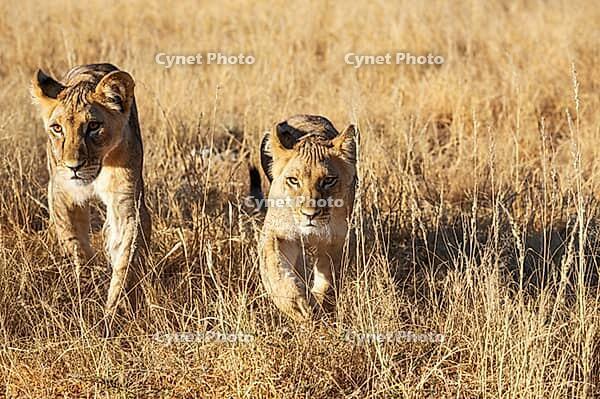Lion (Panthera leo). Different aged cubs. Kalahari Desert, Kgalagadi Transfrontier Park, South Africa [IBR125204090]