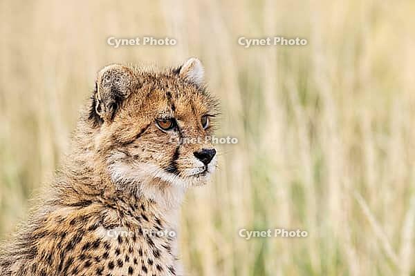 Cheetah (Acinonyx jubatus). Cub. Kalahari Desert, Kgalagadi Transfrontier Park, South Africa [IBR125204091]